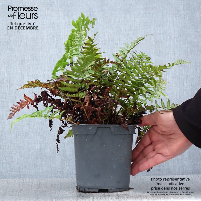 Dryopteris filix-mas - Fougère mâle Pot de 2L/3L esemplare consegnato in inverno