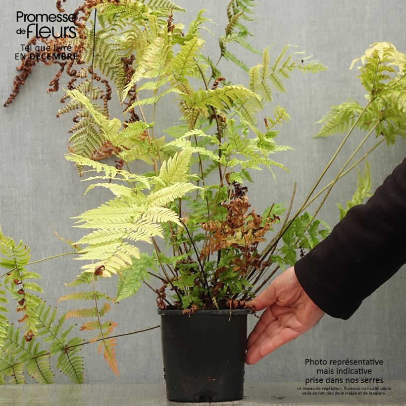 Dryopteris lepidopoda - Fougère Pot de 2L esemplare consegnato in inverno