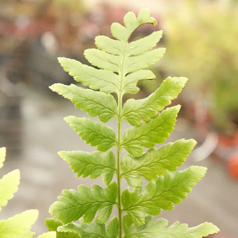 Dryopteris ludoviciana (Fogliame)