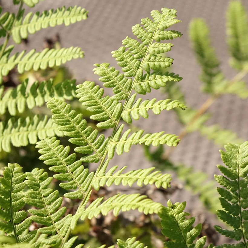 Dryopteris stewartii (Fogliame)