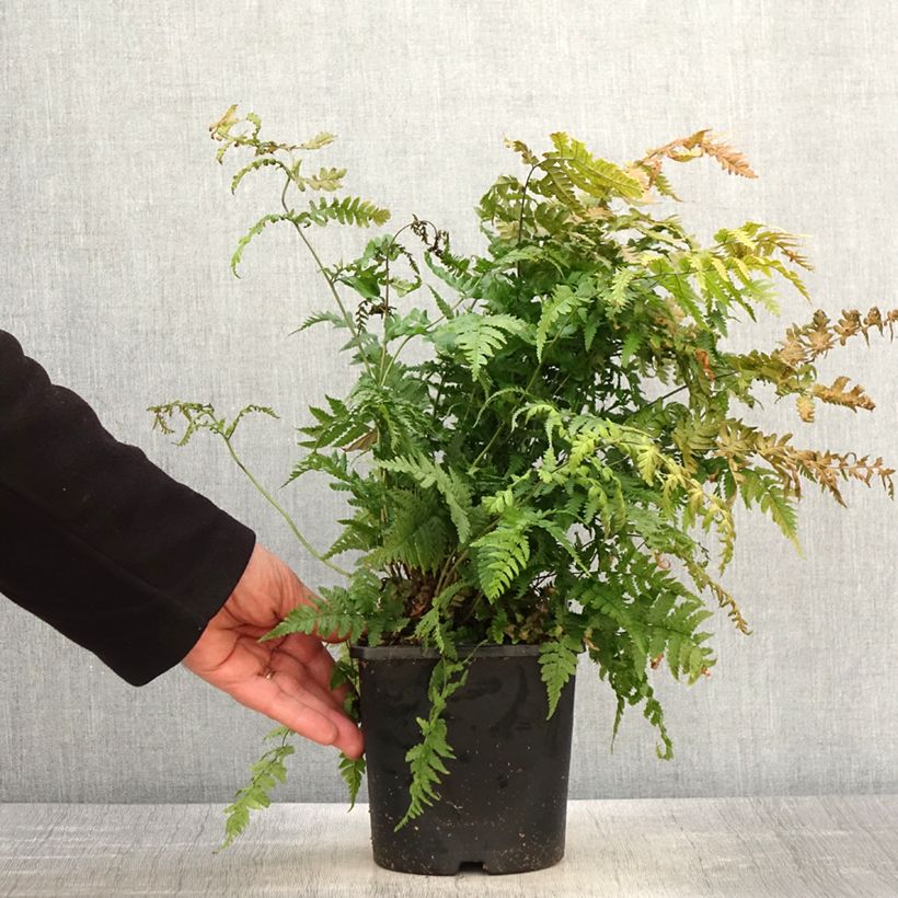 Dryopteris stewartii - Fougère - Pot de 2L/3L esemplare consegnato in primavera