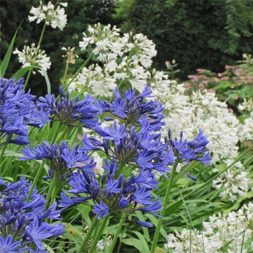 Duo di Bulbi di Agapanthus bianco e blu (Fioritura)