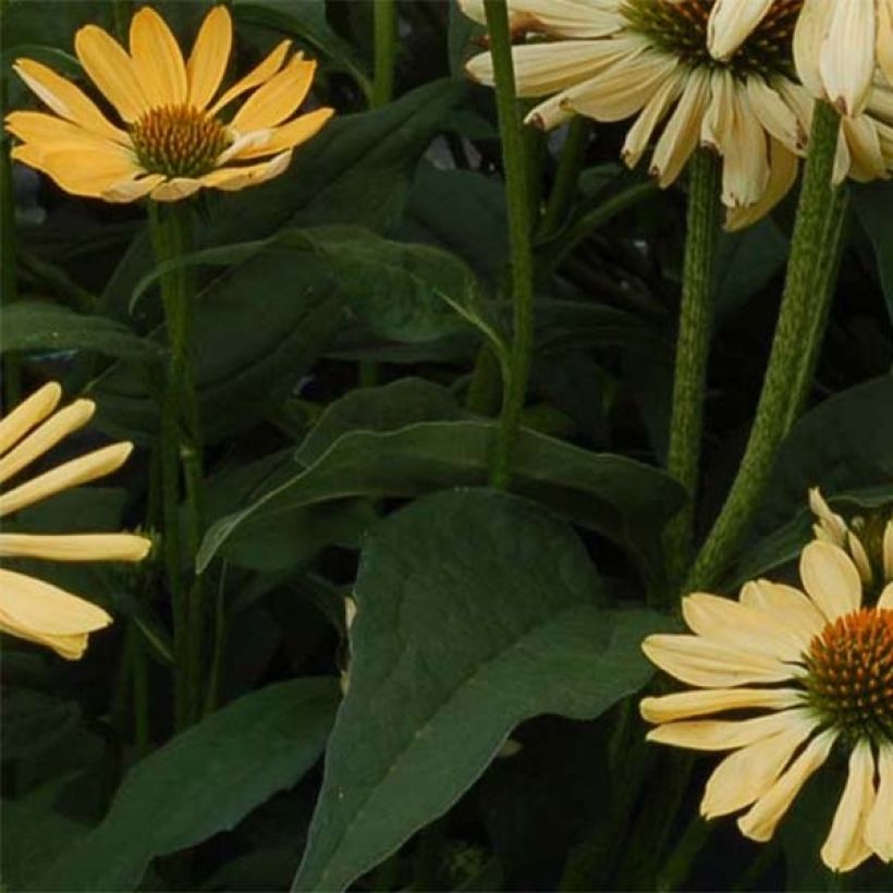 Echinacea purpurea Aloha (Fogliame)