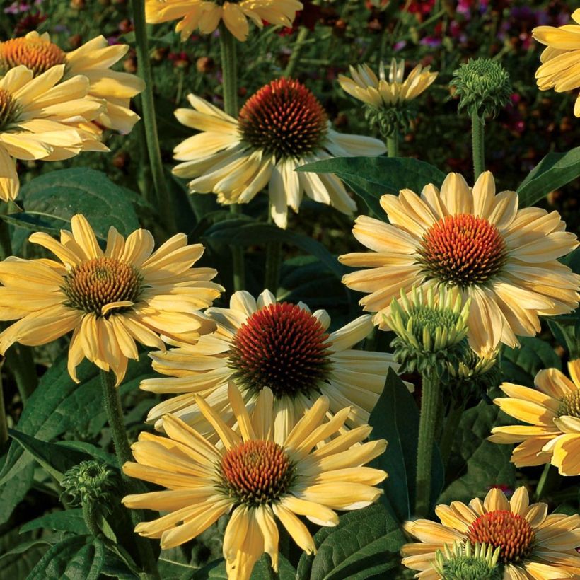 Echinacea purpurea Aloha (Fioritura)