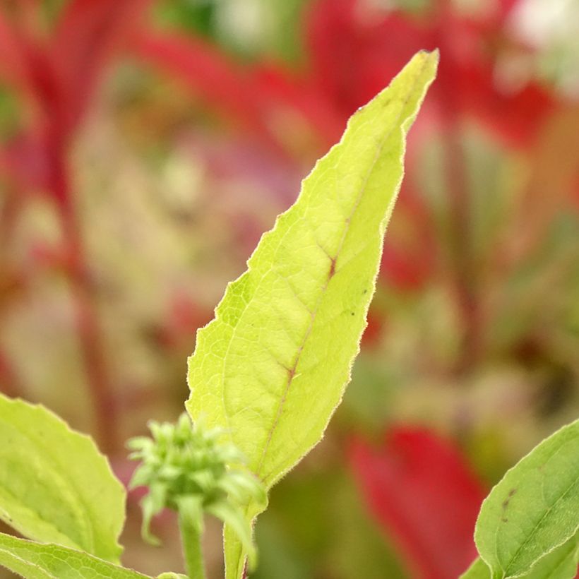 Echinacea purpurea Cheyenne Spirit (Fogliame)