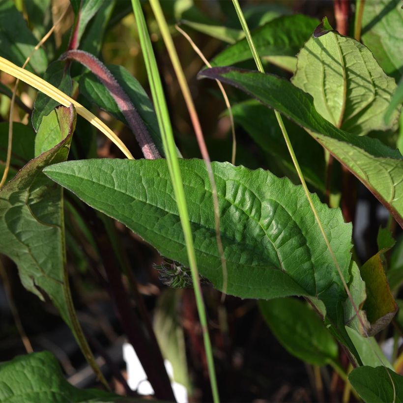 Echinacea purpurea Fatal Attraction (Fogliame)