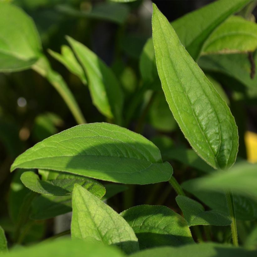 Echinacea purpurea Green Envy (Fogliame)