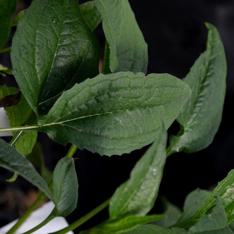 Echinacea purpurea Harvest Moon (Fogliame)