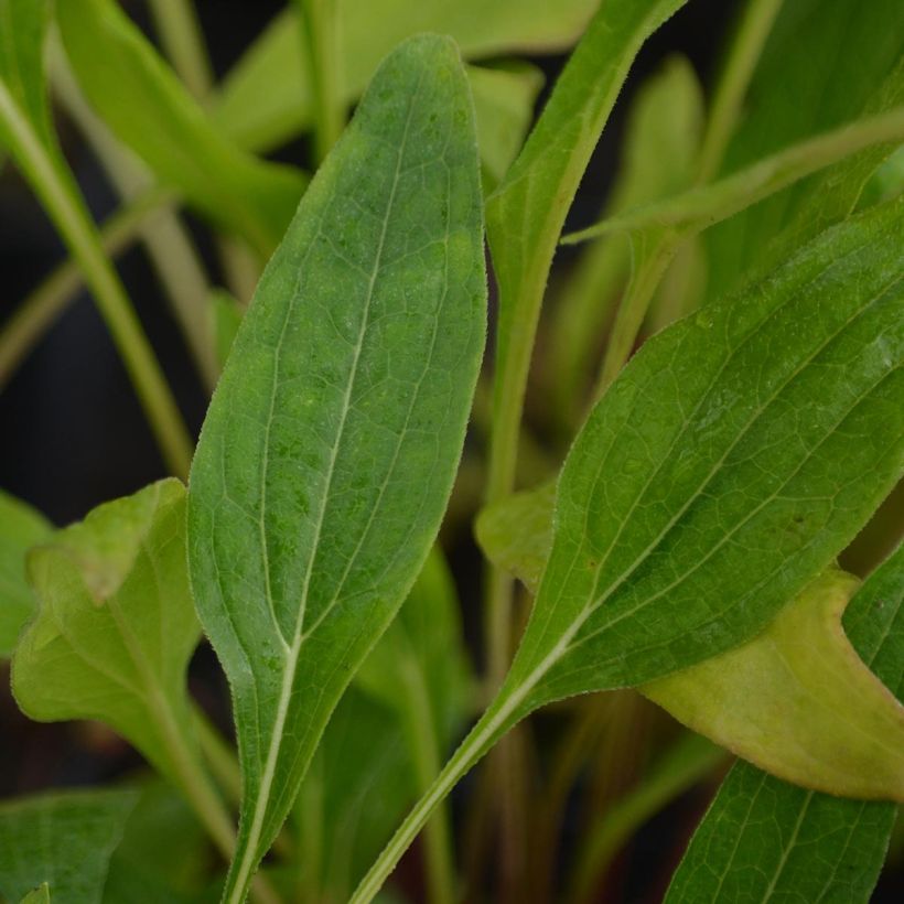 Echinacea purpurea Hot Papaya (Fogliame)