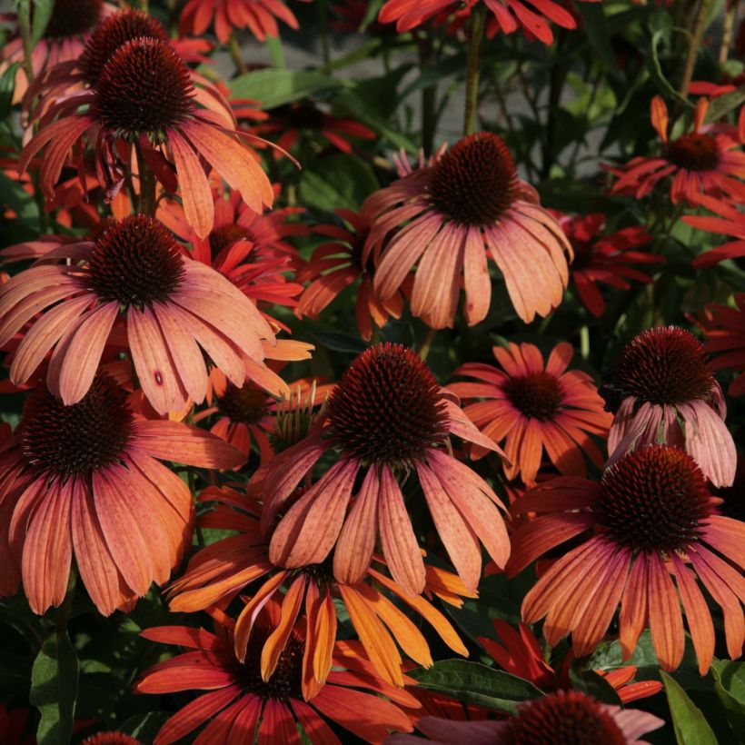 Echinacea Julia (Fioritura)