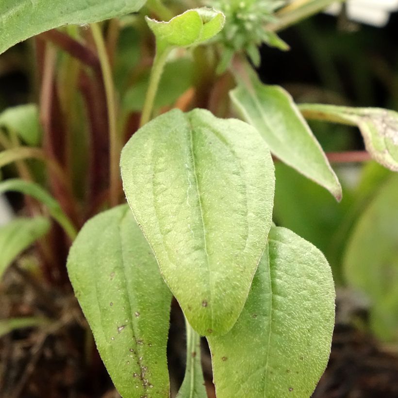 Echinacea Julia (Fogliame)