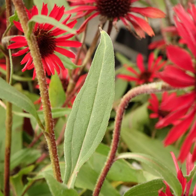 Echinacea purpurea Prima Ruby (Fogliame)