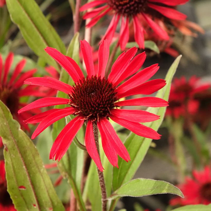 Echinacea purpurea Prima Ruby (Fioritura)