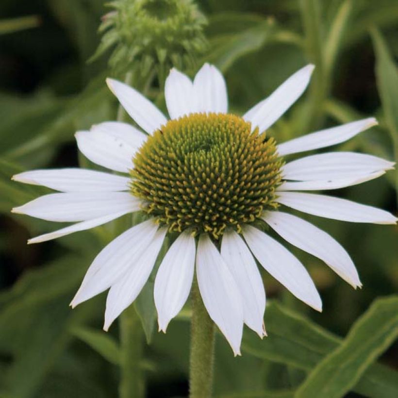 Echinacea purpurea Purity (Fioritura)