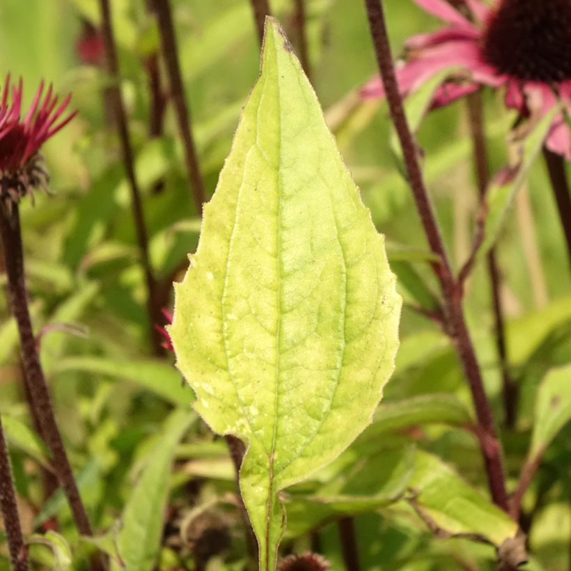 Echinacea purpurea Augustkönigin (Fogliame)