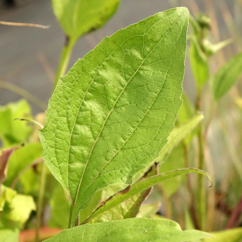 Echinacea purpurea Leuchtstern (Fogliame)