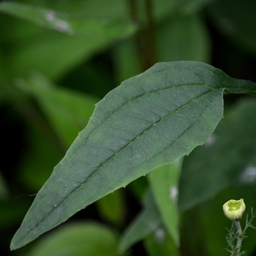 Echinacea purpurea Pica Bella (Fogliame)