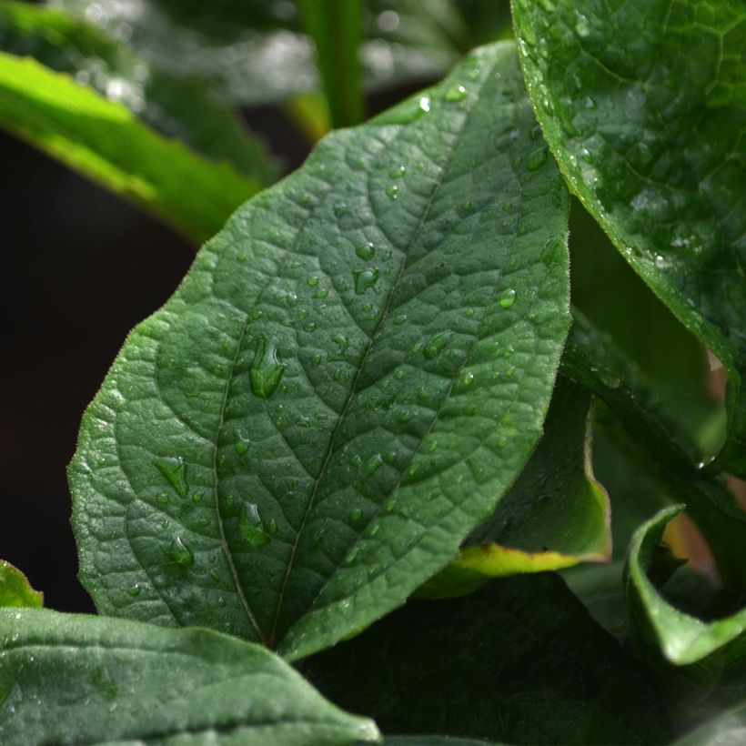 Echinacea purpurea (Fogliame)