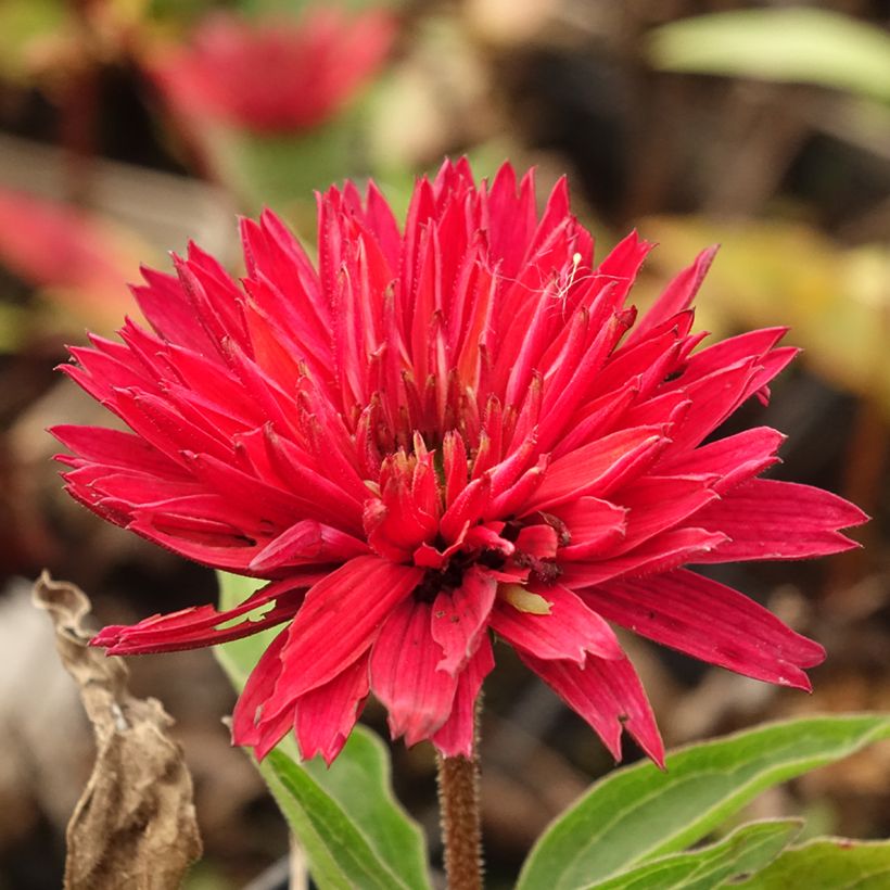 Echinacea purpurea Sundown (Fioritura)