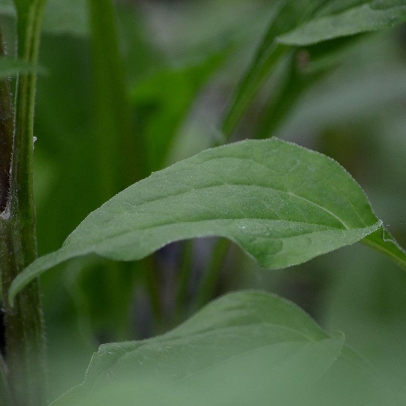 Echinacea purpurea Secret Romance (Fogliame)