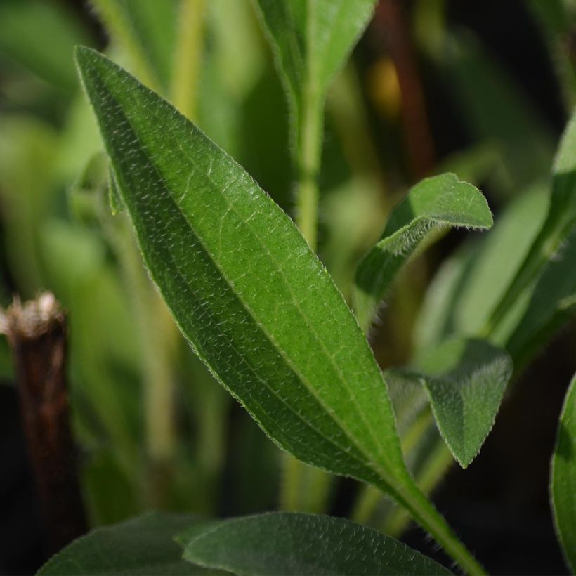 Echinacea purpurea Southern Belle (Fogliame)