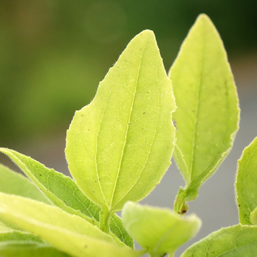 Echinacea purpurea SunSeekers Apple Green (Fogliame)