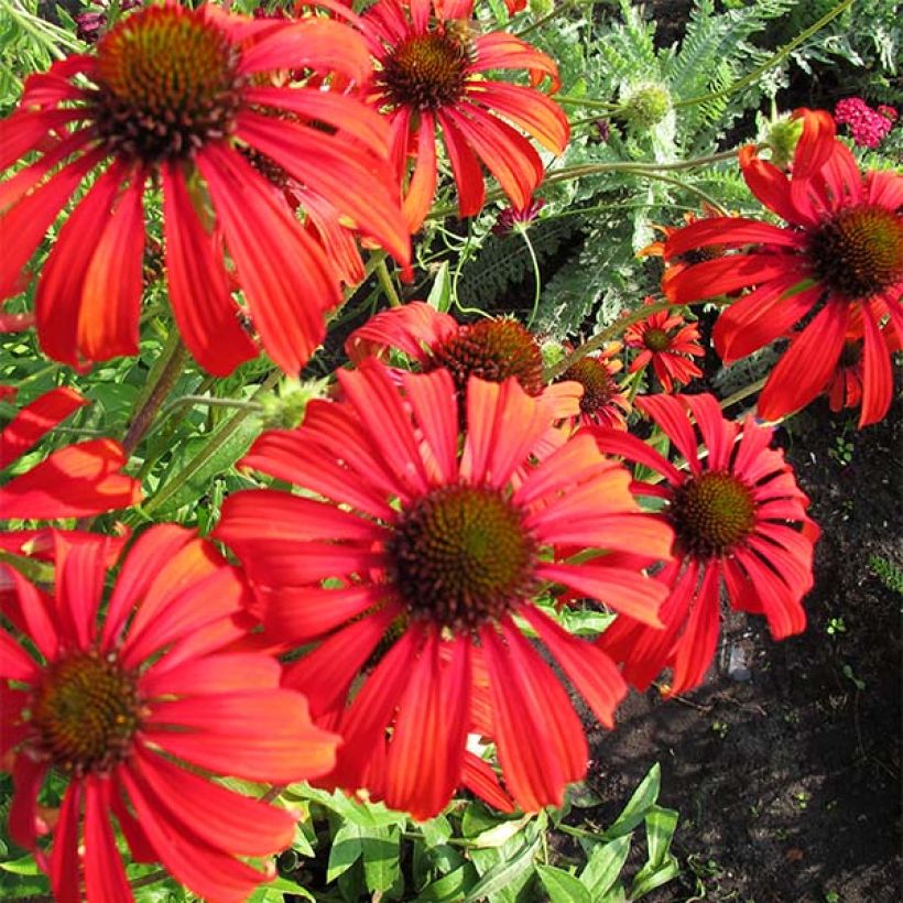 Echinacea purpurea Tomato Soup (Fioritura)