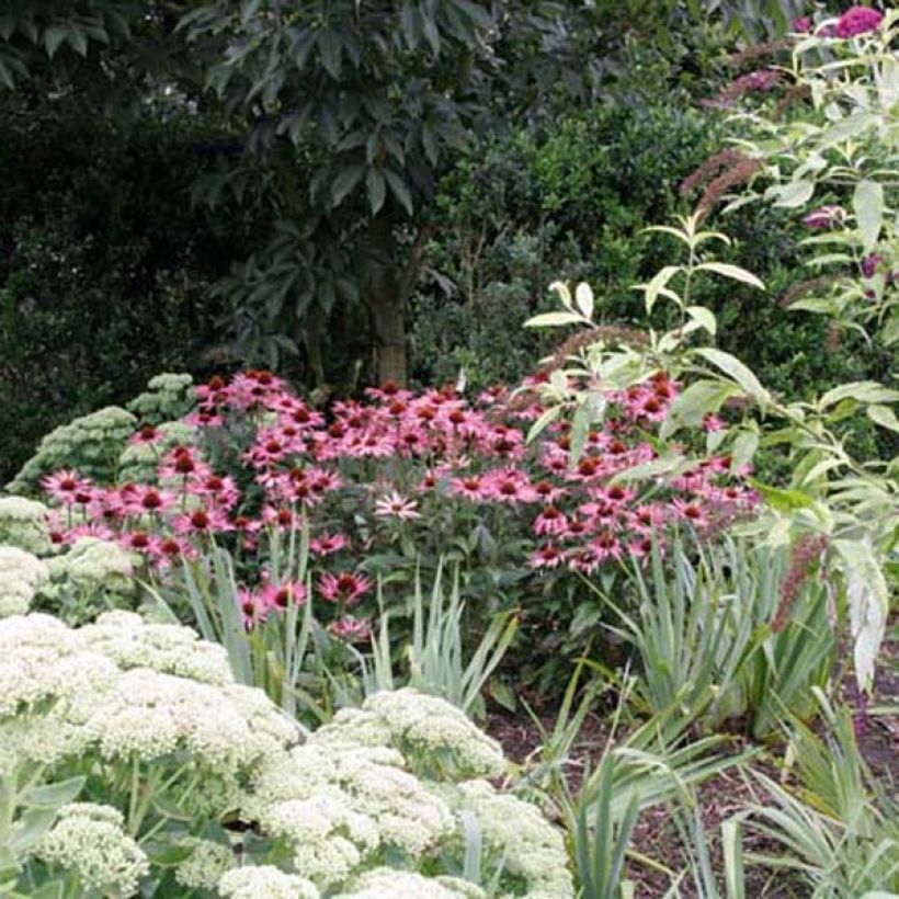 Echinacea purpurea Maxima (Porto)