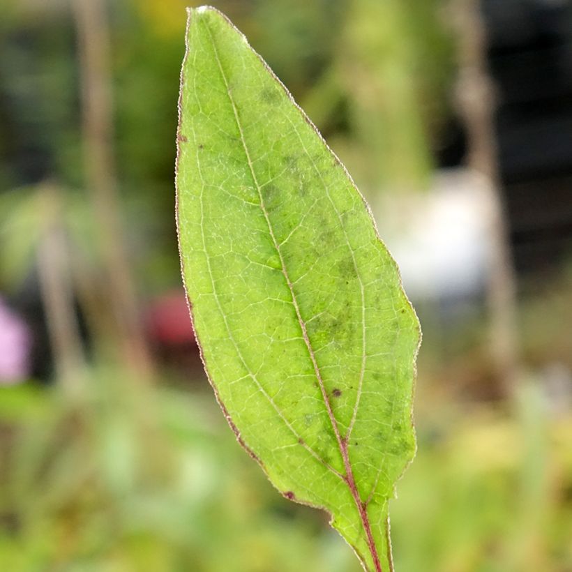 Echinacea purpurea Sombrero Baja Burgundy (Fogliame)