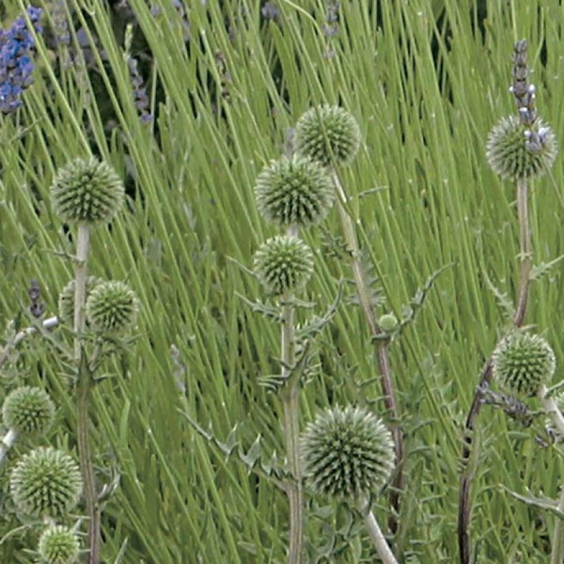 Echinops sphaerocephalum Arctic Glow - Cardo-pallottola maggiore (Fioritura)