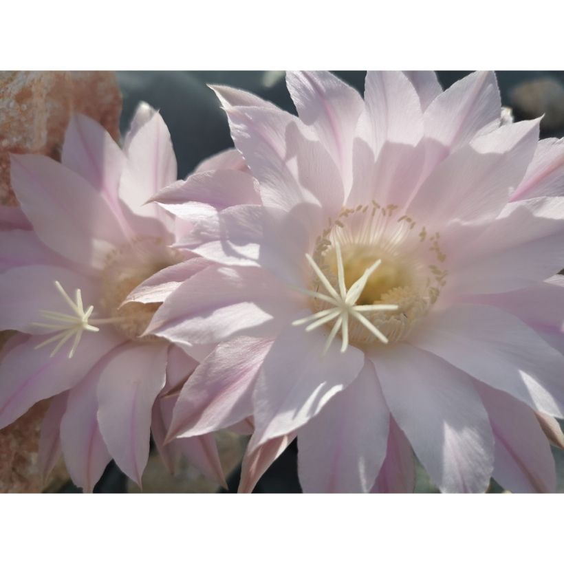 Echinopsis subdenudata (Fioritura)