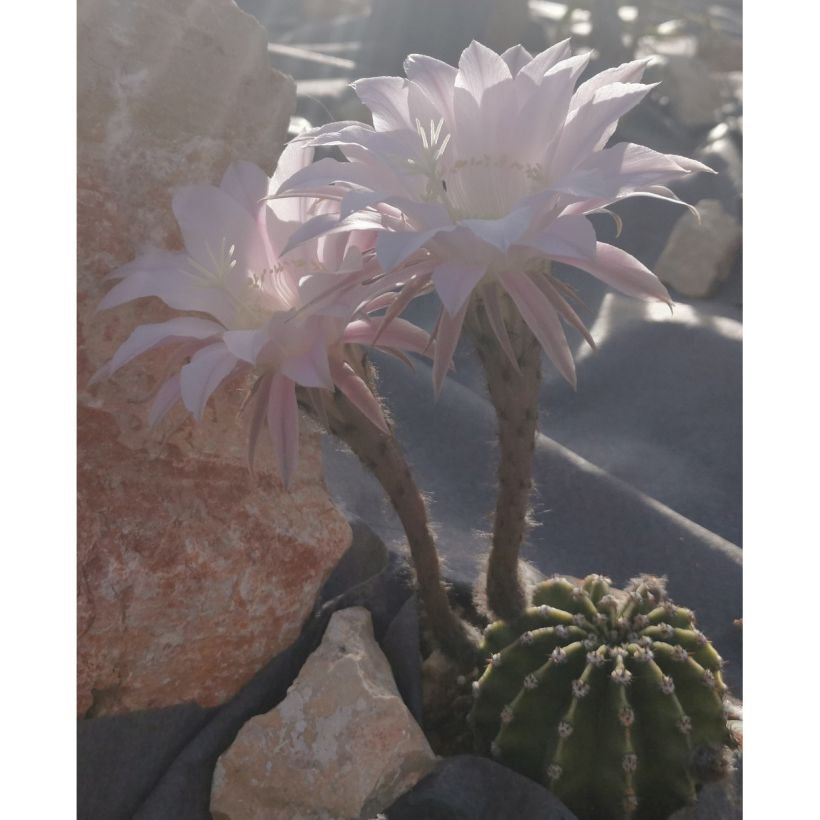 Echinopsis subdenudata (Porto)