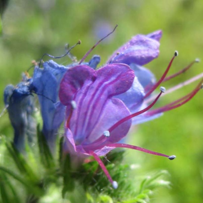 Echium vulgare - Viperina azzurra (Fioritura)