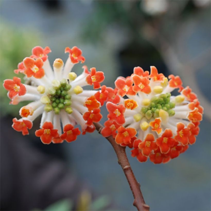 Edgeworthia chrysantha Red Dragon 'Akebono' - Bastone di san Giuseppe (Fioritura)