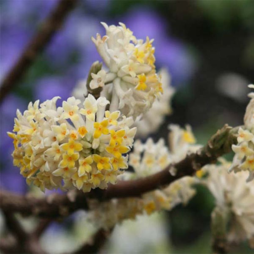 Edgeworthia chrysantha - Bastone di san Giuseppe (Fioritura)