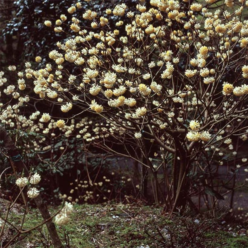 Edgeworthia chrysantha - Bastone di san Giuseppe (Porto)