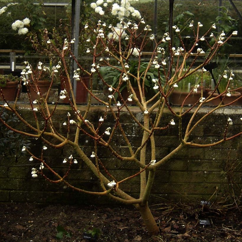 Edgeworthia chrysantha Grandiflora - Bastone di san Giuseppe (Porto)