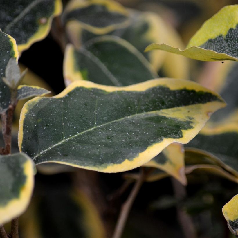 Elaeagnus ebbingei Gilt Edge - Eleagno (Fogliame)