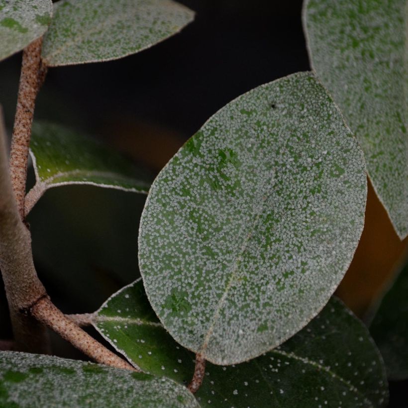 Elaeagnus ebbingei - Eleagno (Fogliame)