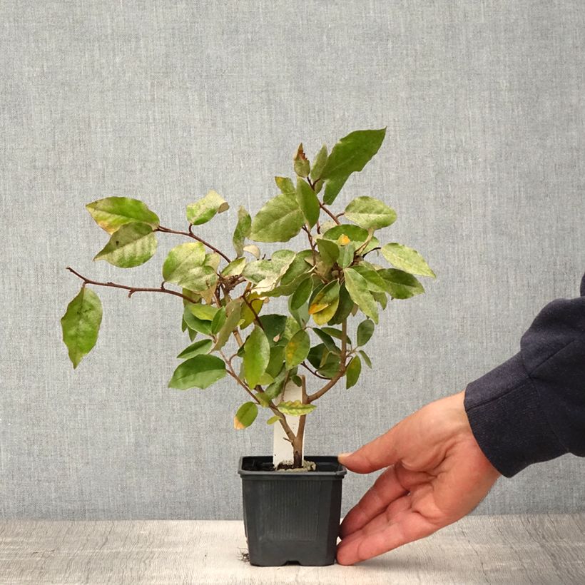 Elaeagnus ebbingei - Chalef Ebbing en godet de 9cm esemplare consegnato in primavera