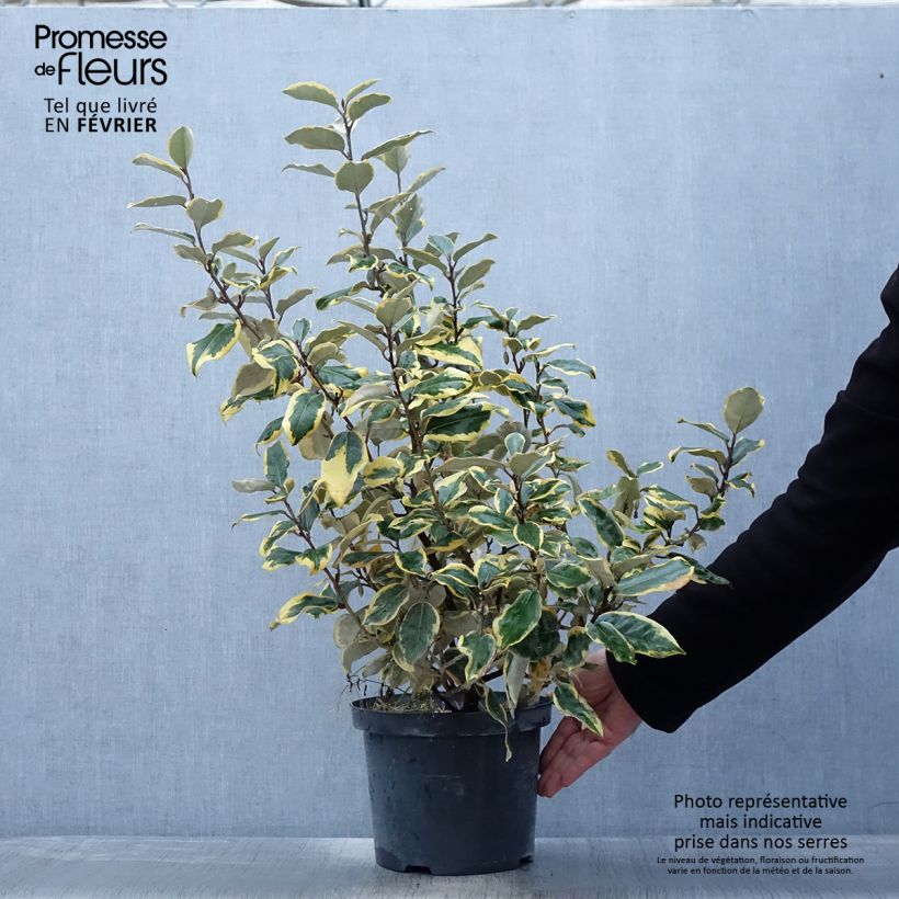 Elaeagnus ebbingei Gilt Edge - Chalef en pot de 3L/4L esemplare consegnato in inverno