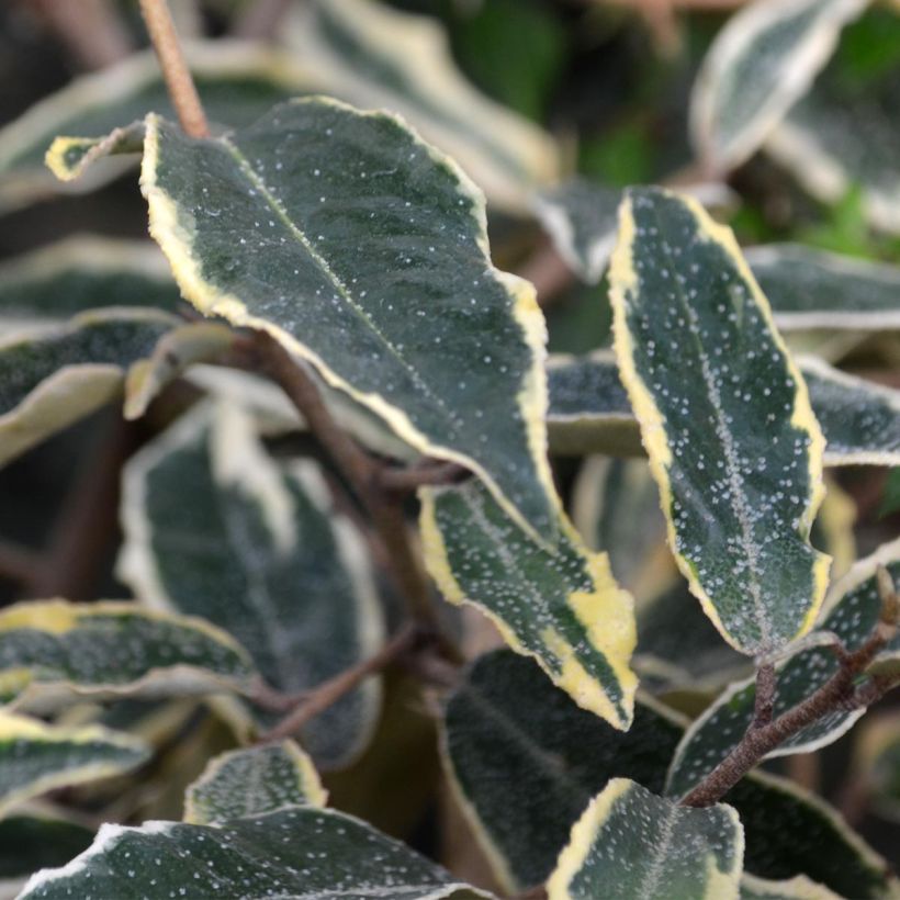 Elaeagnus pungens Hosuba Fukurin - Olivagno pungente (Fogliame)