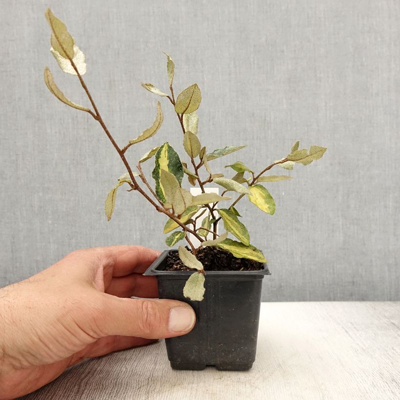 Elaeagnus pungens Maculata en godet de 9cm - Chalef panaché esemplare consegnato in primavera