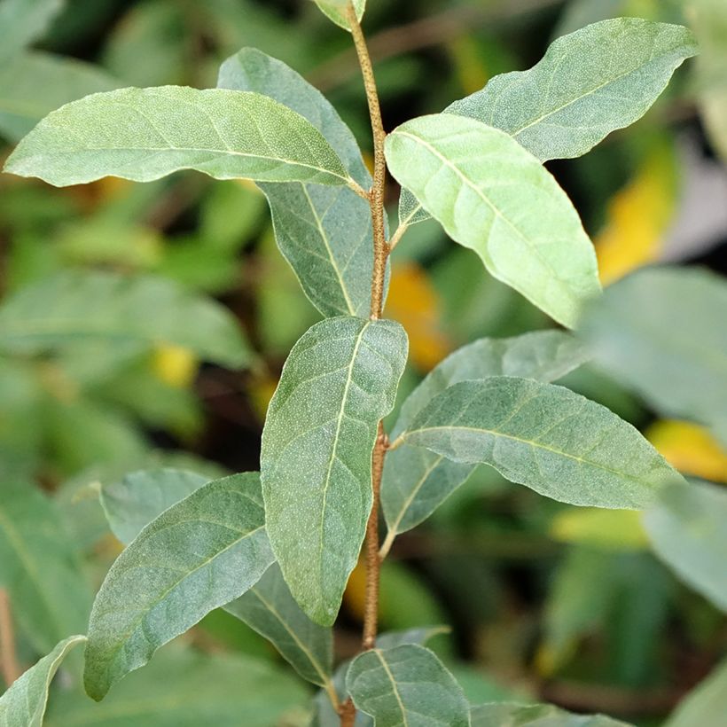 Elaeagnus umbellata Pointilla Amoroso - Eleagno ombrelliforme (Fogliame)