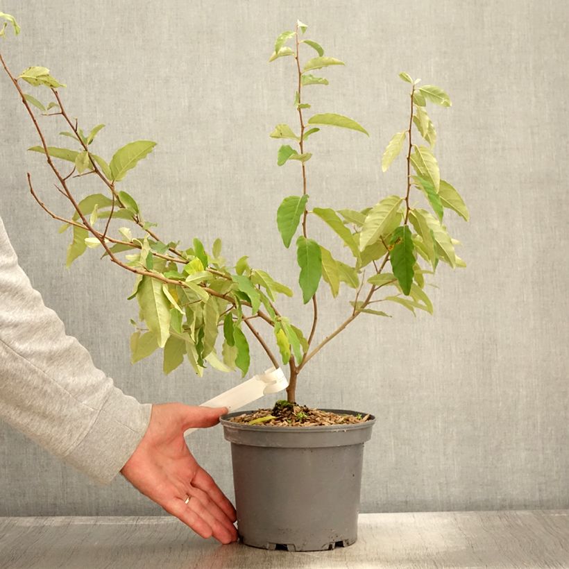 Esemplare di Elaeagnus umbellata Fortunella - Goumi du Japon Pot de 2L/3L come consegnato in autunno