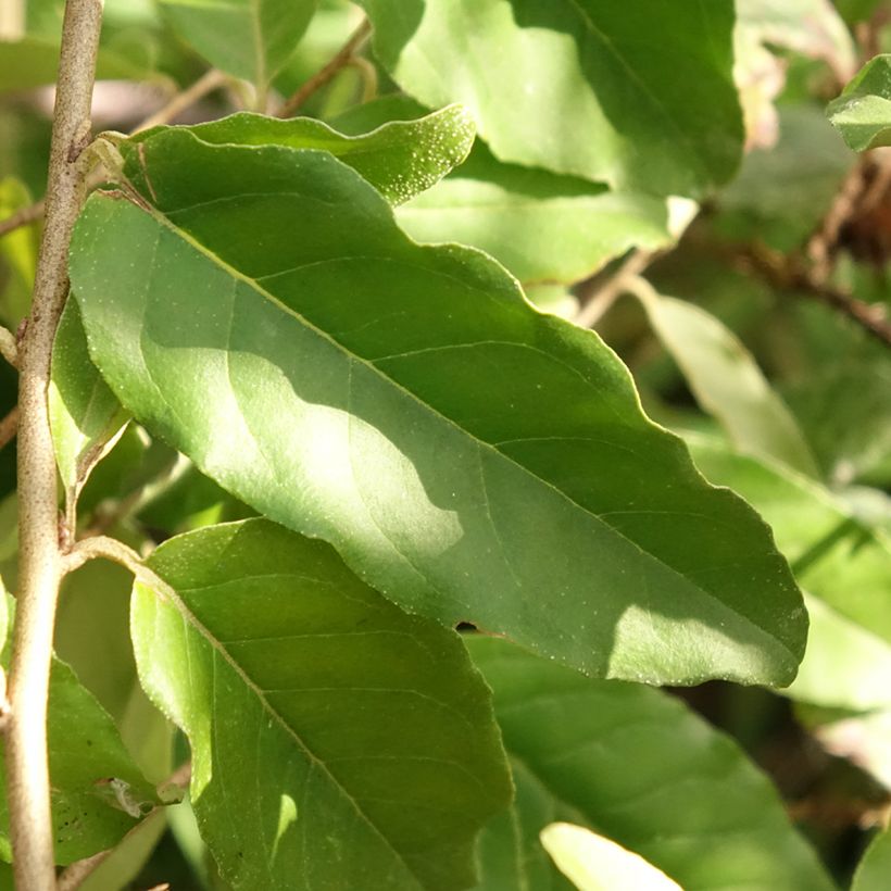 Elaeagnus umbellata Fortunella - Eleagno ombrelliforme (Fogliame)