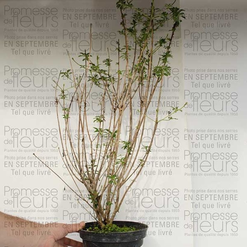 Esempio di esemplare Enkianthus campanulatus var. palibinii Pot de 4L/5L come consegnato