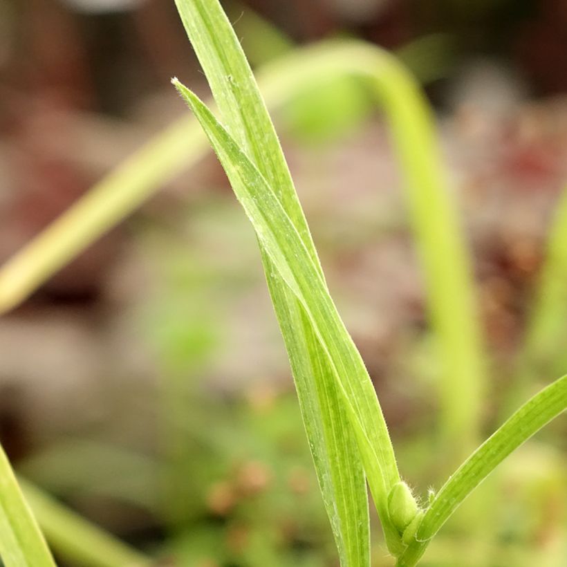 Tradescantia andersoniana Bilberry Ice (Fogliame)