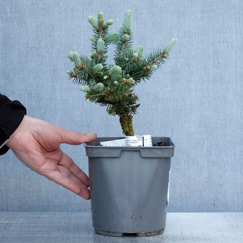 Epicea bleu - Picea pungens Glauca Globosa en pot de 3L esemplare consegnato in primavera