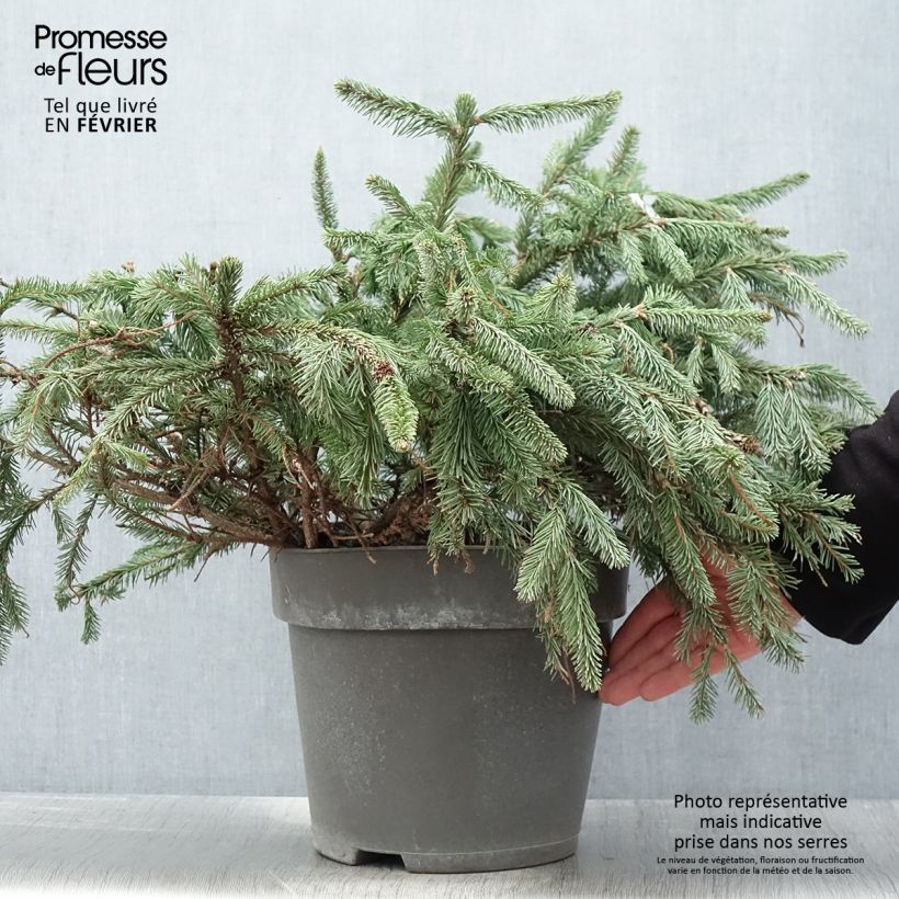 Épicéa commun - Picea abies Acrocona Pot esemplare consegnato in inverno